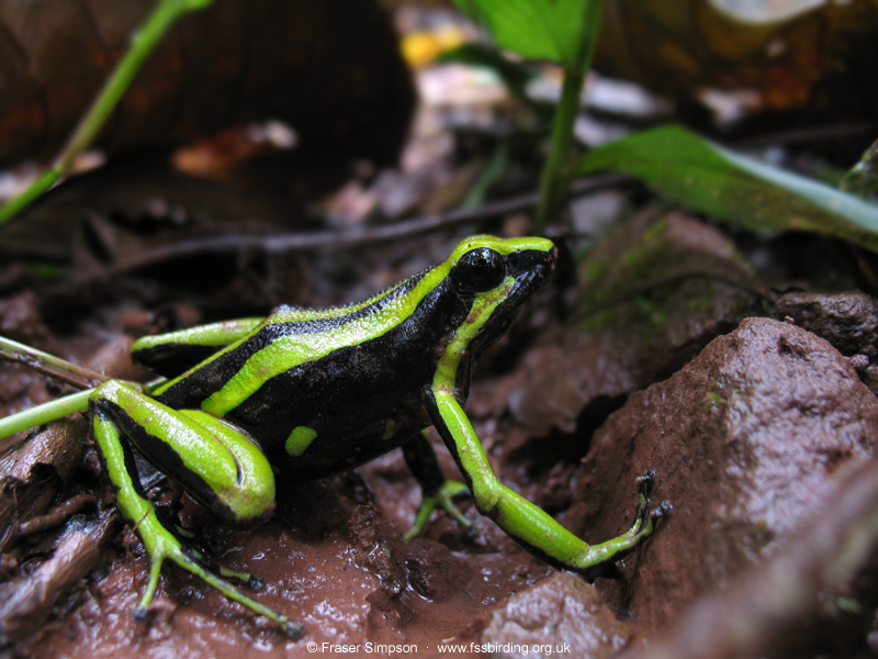Three-striped Poison Frog (Ameerega trivittatus), Ahuashiyacu, Peru, Aug 2009 � Fraser Simpson