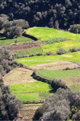 Agricultural terraces in the Atlas