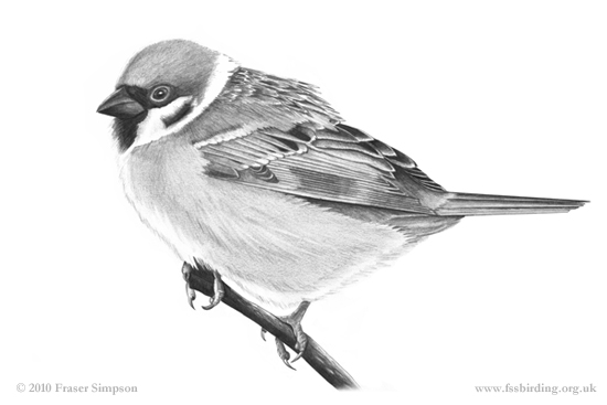 Tree Sparrow drawing © Fraser Simpson