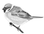 Tree Sparrow sketch © Fraser Simpson (Knockentiber-Springside disused railway line)