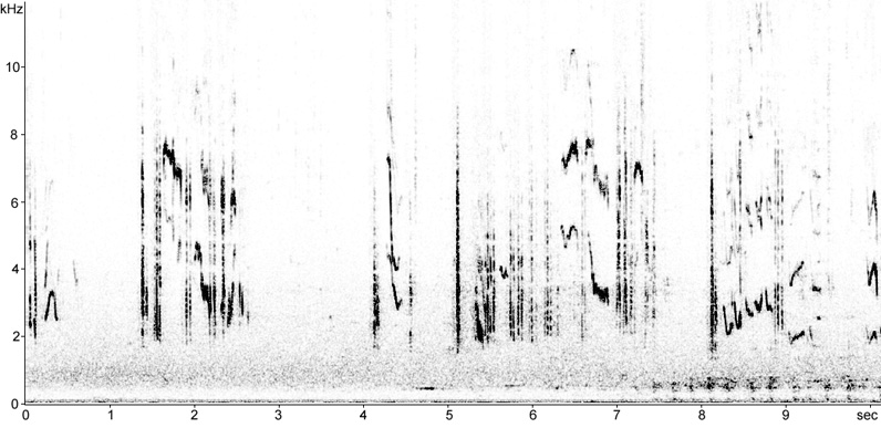 Sonogram of Tristram's Warbler song