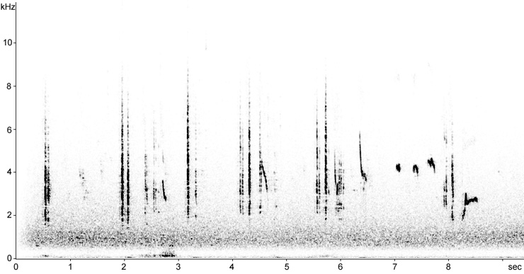 Sonogram of Tristram's Warbler calls