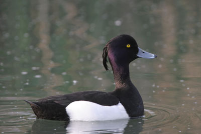 Tufted Duck  2005  F. S. Simpson
