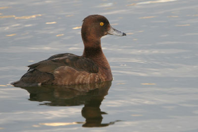 Tufted Duck  2005  F. S. Simpson
