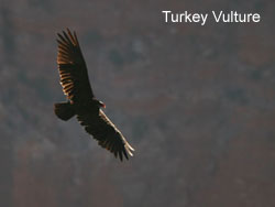 Turkey Vulture © 2006  F. S. Simpson
