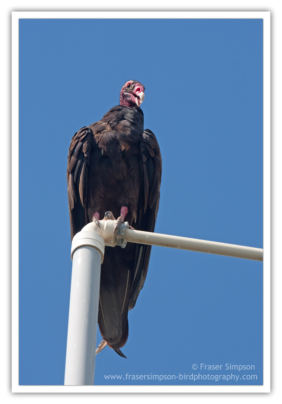Turkey Vulture  (Cathartes aura) � 2010 Fraser Simpson