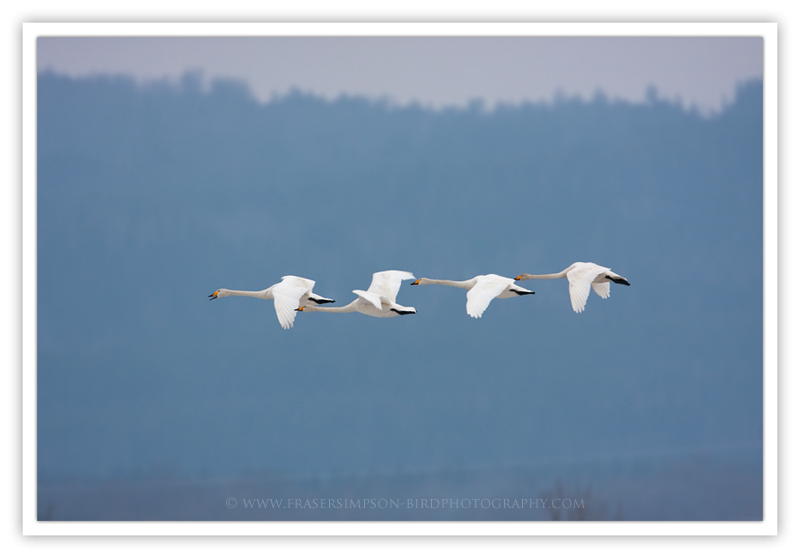 Whooper Swan photography  Fraser Simpson 2010