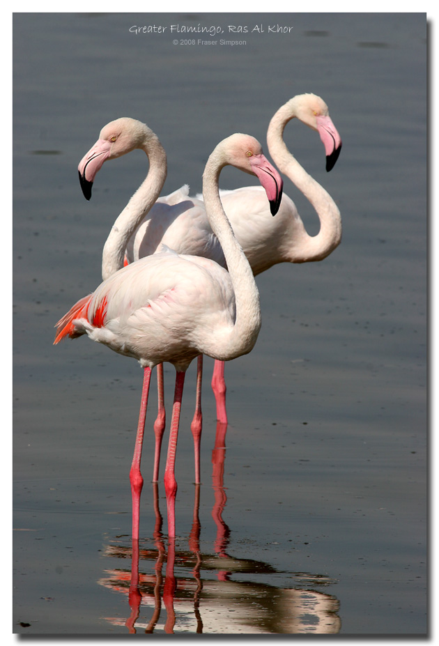 Greater Flamingos, Ras al Khor, Dubai � Fraser Simpson
