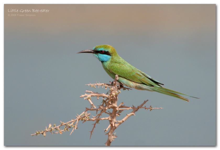 Little Green Bee-eater, Al Jazeerah Khor � Fraser Simpson