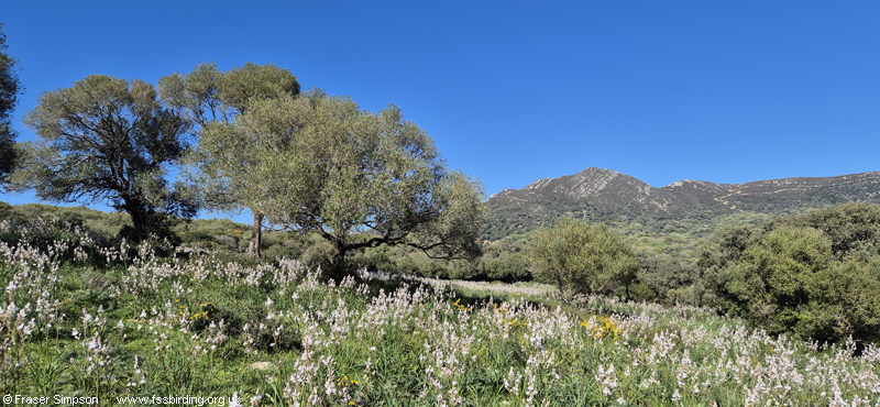 Asphodel pastures in the Valle de Oj�n, Parque Natural de Los Alcornocales, Spain � Fraser Simpson