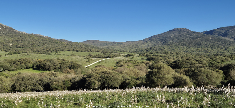 Asphodel pastures in the Valle de Oj�n, Parque Natural de Los Alcornocales, Spain � Fraser Simpson