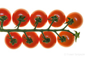 Vittoria Tomatoes