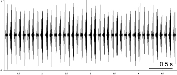 Oscillogram of Common Wart-biter stridulation