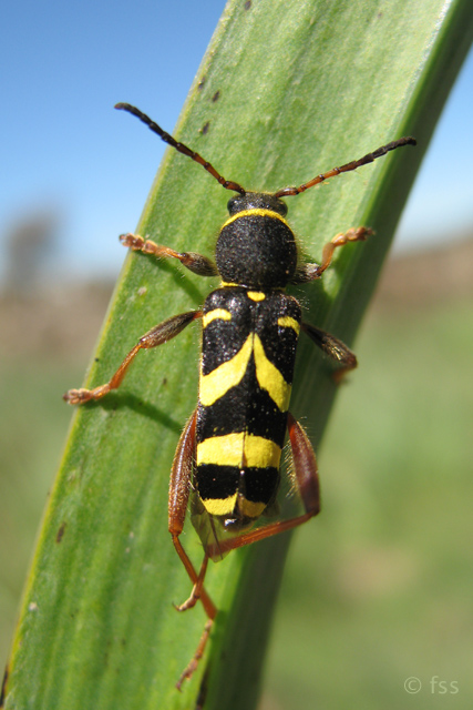 Wasp Beetle (Clytus arietis) � 2008 Fraser Simpson