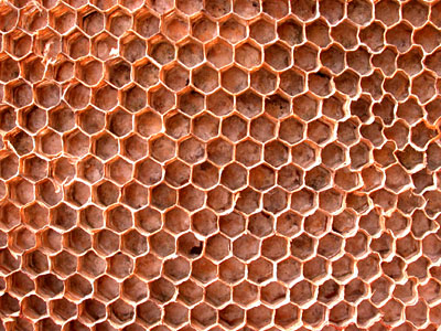 Wasp Nest Honeycomb