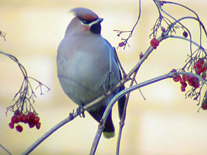 Waxwing ©Fraser Simpson