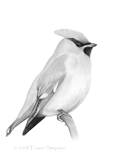 Bohemian Waxwing drawing © Fraser Simpson