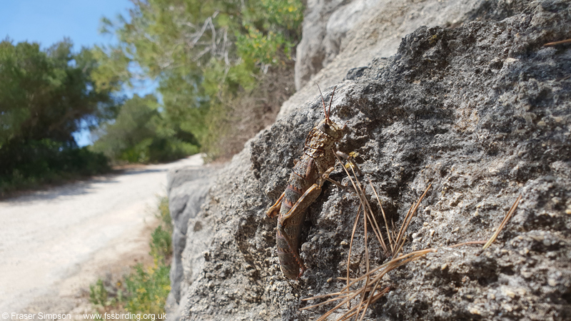 Western Stone Grasshopper (Acinipe hesperica) © Fraser Simpson