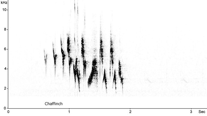 Sonogram of Whinchat song