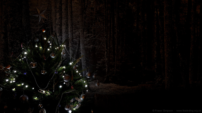 Early Christmas tree in our lodge, Center Parcs, Whinfell Forest, Cumbria © Fraser Simpson 