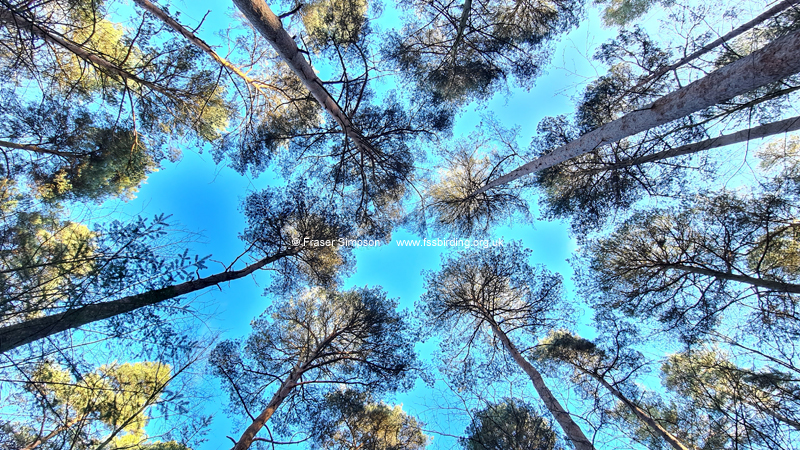Scots Pine canopy, Whinfell Forest © Fraser Simpson 