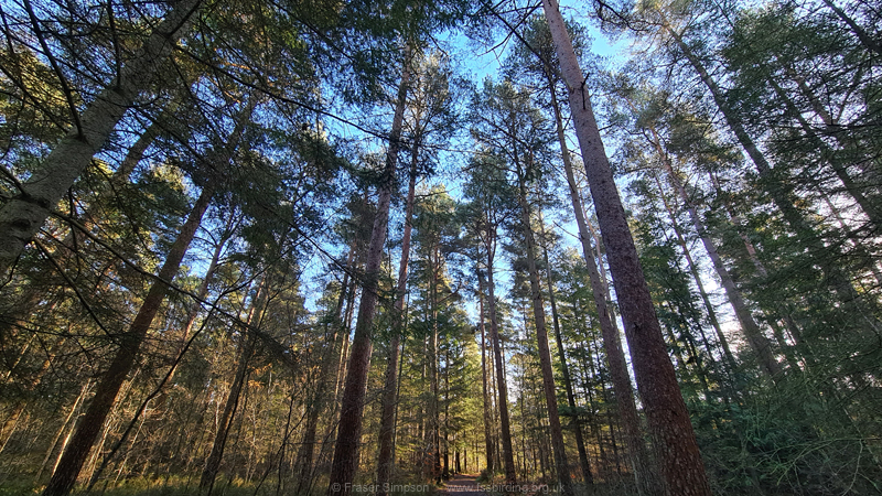 Scots Pine forest, Center Parcs, Whinfell Forest, Cumbria © Fraser Simpson 