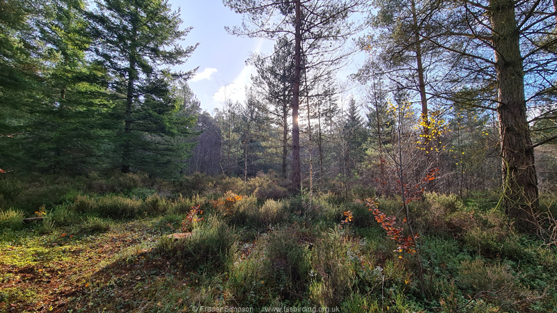 Mixed forest with understorey of heather, Center Parcs, Whinfell Forest, Cumbria © Fraser Simpson 