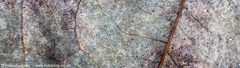 Oak leaf detail, Whinfell Forest © Fraser Simpson 