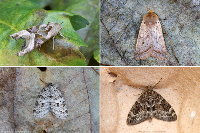 New moths from Center Parcs Whinfell Forest, Cumbria, November 2021 � Fraser Simpson