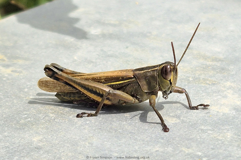 White Banded Grasshopper/Lamenting Grasshopper (Eyprepocnemis plorans) � Fraser Simpson