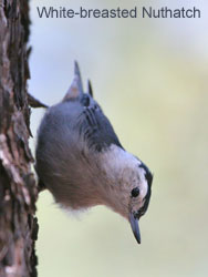 White-breasted Nuthatch © 2006  F. S. Simpson