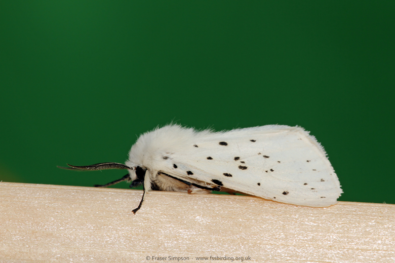 White Ermine (Spilosoma lubricipeda) © Fraser Simpson