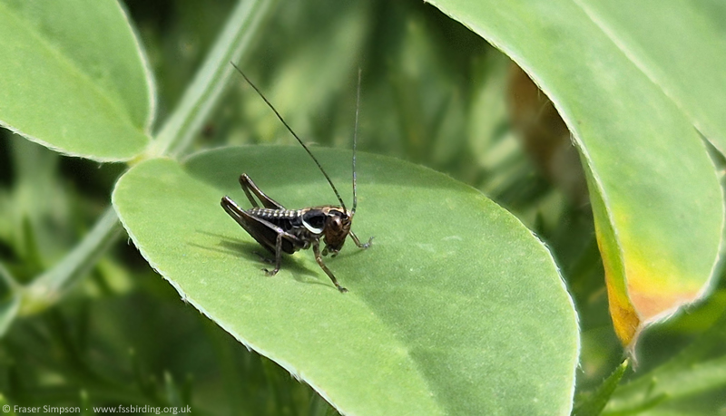 Mediterranea Wart-biter/White-faced Bush-cricket (Decticus albifrons) nymph 2025 � Fraser Simpson