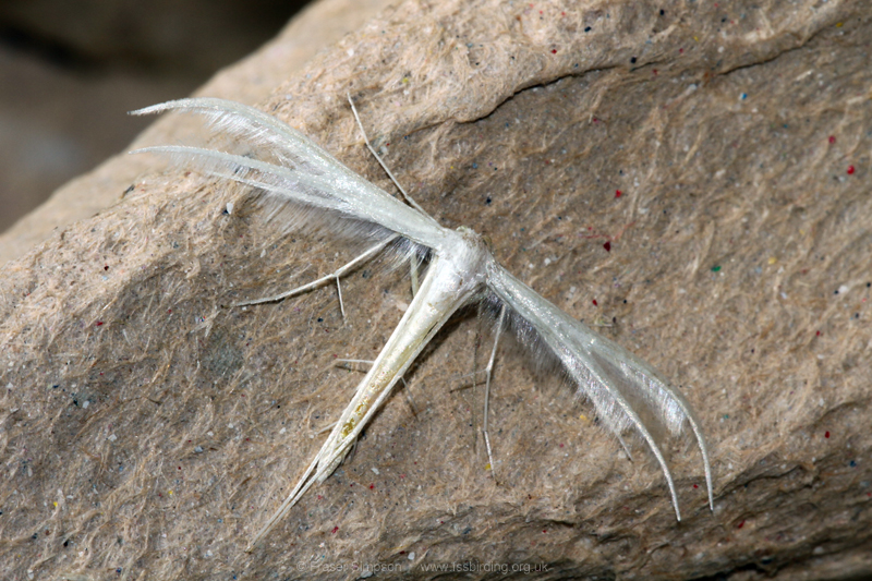 White Plume Moth (Pterophorus pentadactyla) © Fraser Simpson