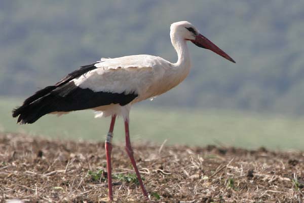 White Stork (Ciconia ciconia), La Zarzuela