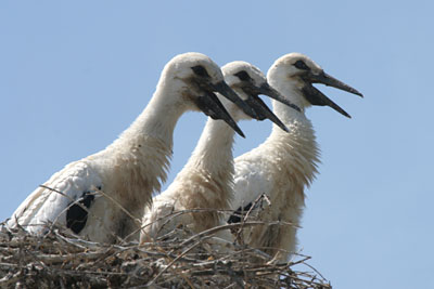 White Stork nestlings, Lake Kerkini  2005  F. S. Simpson