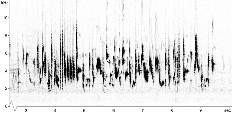 Sonogram of Whitethroat extended song in flight