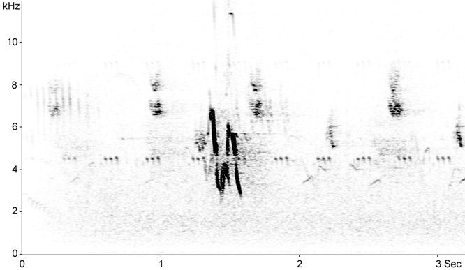 Sonogram of White Wagtail call
