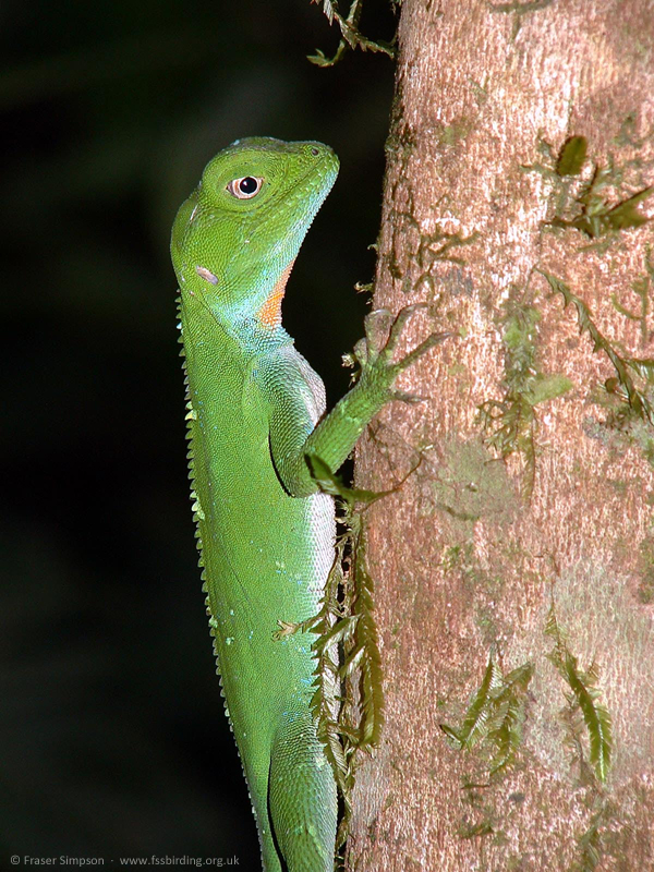 Wied's Fathead Anole (Enyalius catenatus), Serra Bonita, Bahia, Brazil, November 2003 � Fraser Simpson