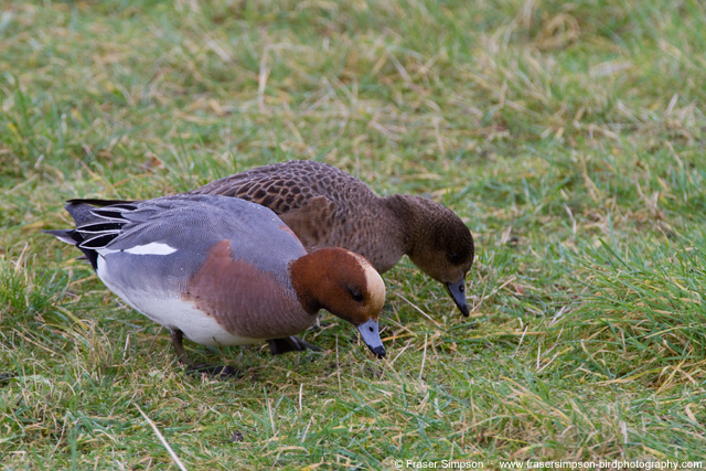 Wigeon grazing at London Wetland Centre � Fraser Simpson