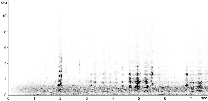 Sonogram of female Eurasian Wigeon grunting calls