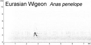 Eurasian Wigeon spectrogram � Fraser Simpson