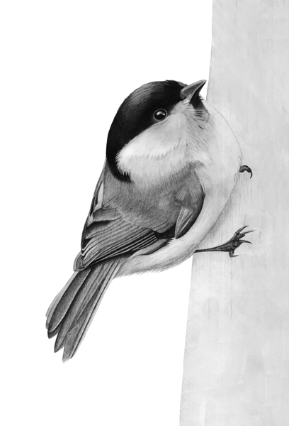 Willow Tit drawing © Fraser Simpson