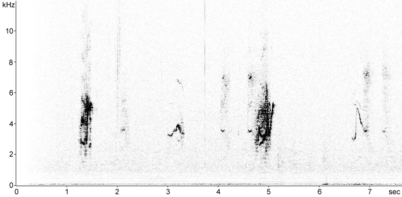 Sonogram of Willow Warbler fledgling calls