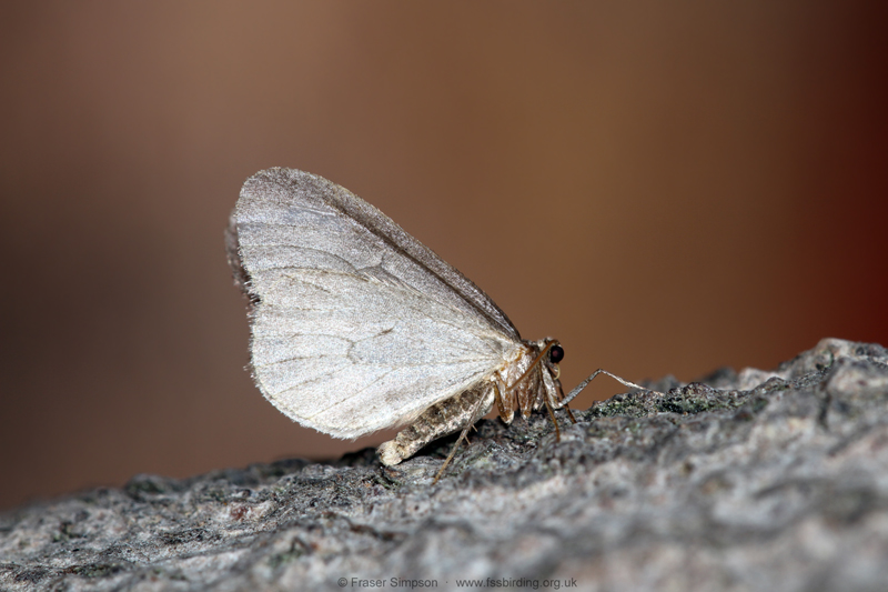 Winter Moth (Operophtera brumata) © Fraser Simpson