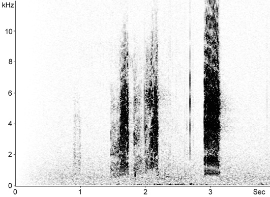 Sonogram of Woodchat Shrike calls
