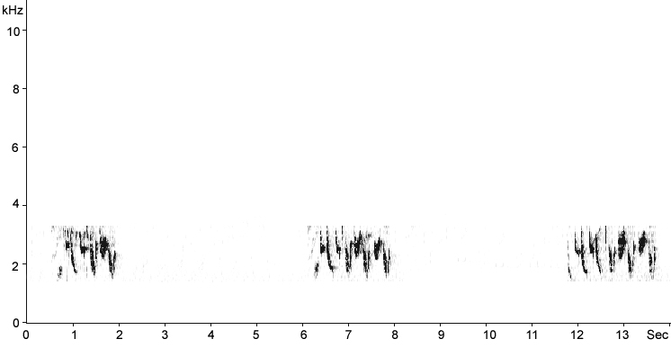 Sonogram of Woodchat Shrike song