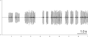 Oscillogram of Wood Cricket stridulation