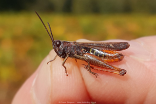 Woodland Grasshopper (Omocestus rufipes) � Fraser Simpson
