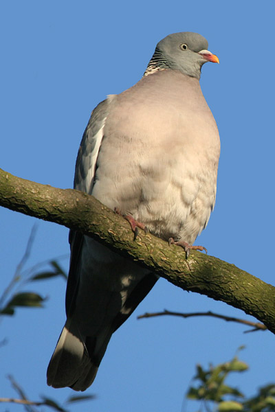 Wood Pigeon 2005 Fraser Simpson